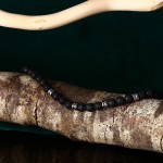 Pulseira SECTOR 2024 Basic SZS112