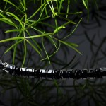 Pulseira SECTOR Basic SZS97